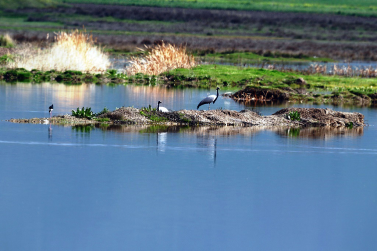 Nesli tehlike altında: Telli turnalar Amasya'da yuva yaptı